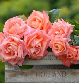 belle epoque rozen|Belle Epoque Rozenkwekerijen.